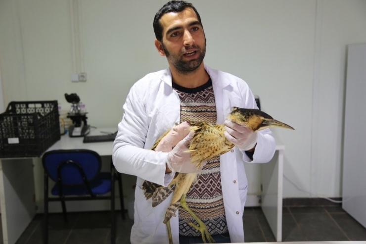 Dünyada Nesli Tükeniyor, Tunceli’de Bulundu Tedavi Altına Alındı