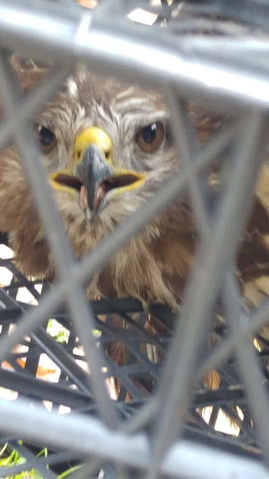 Yaralı Bulduğu Şahini Yetkililere Teslim Etti
