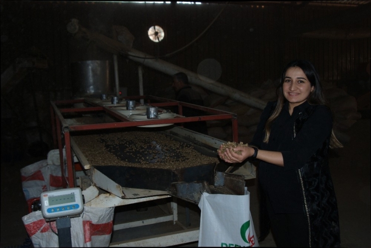 Defne Dalından Pelet Yakıtı Üretti