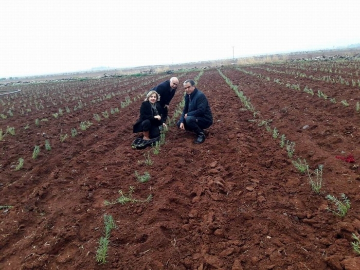 Kilis Lavanta İle Buluşuyor