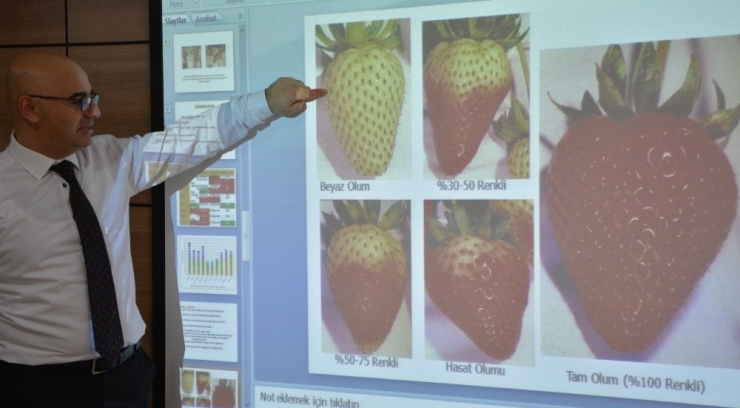 Çilek Üreticisi 4 Bin Lira Harcadı, 20 Bin Lira Kazandı