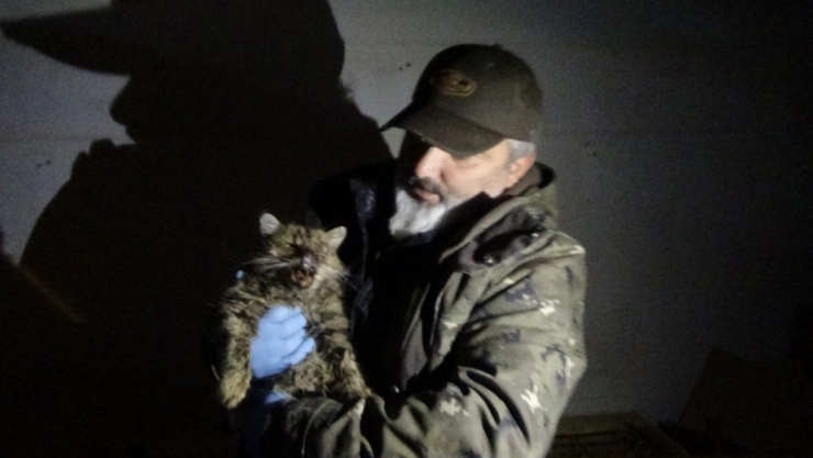 Yaralı Kedi İçin Gece Yarısı Seferberlik