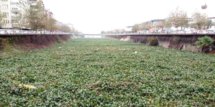 Su Canavarları, Asi Nehri’ni Kapladı