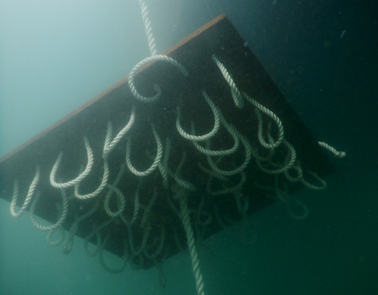 Çeşme Marina, İki Kalamar Yuvası Yerleştirdi