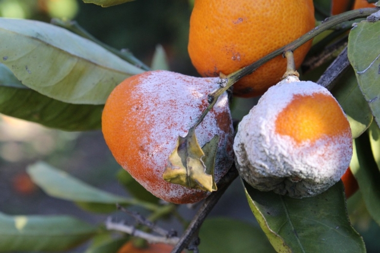 Mandalinada Yüzde 50 Zayiat