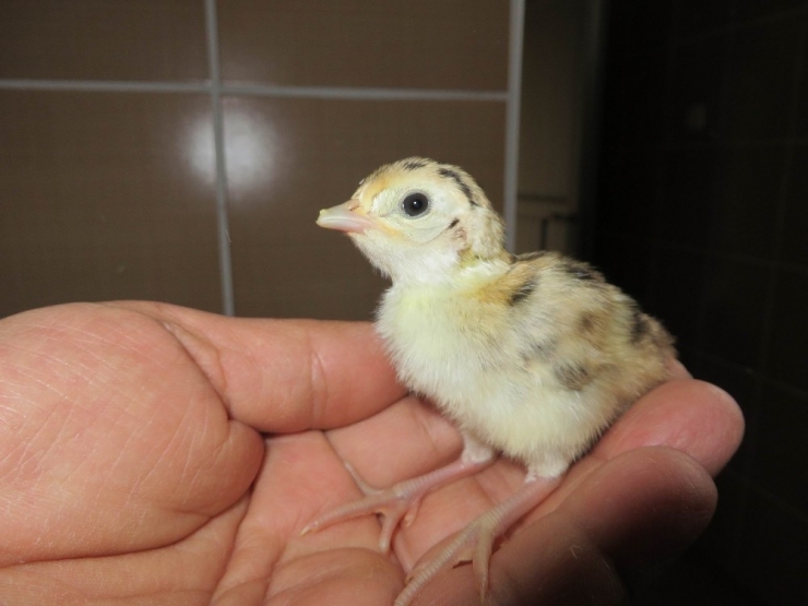 Türkiye’nin ‘Sülün’ü Samsun’dan