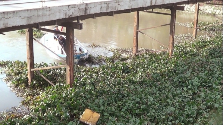 Asi Nehri’ni İstila Eden Su Canavarları Temizleniyor