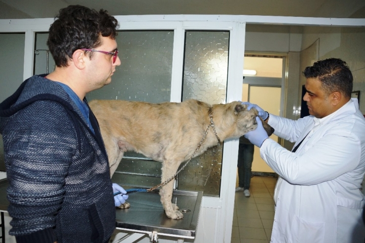 Hayvan Sağlığında Çığır Açacak Gelişme