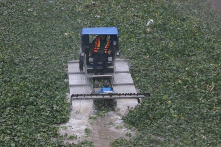 Yağmur Altında Su Sümbülleriyle Mücadele