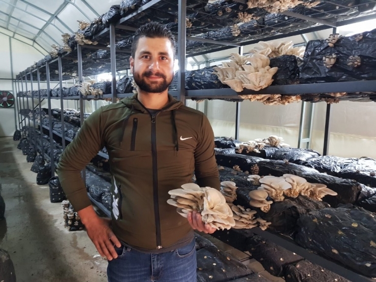 Mantarlarını Mozart İle Yetiştiriyor