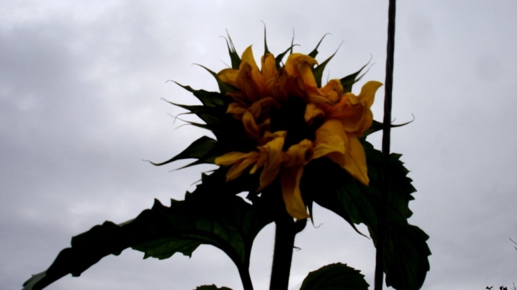 Kışın Ortasında Açan Ayçiçeği Hayrete Düşürdü