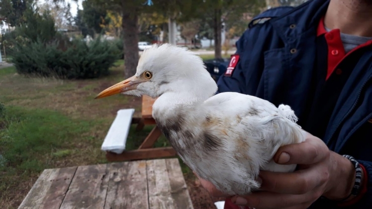 Yaralı Sığır Balıkçılının Yardımına İtfaiye Koştu