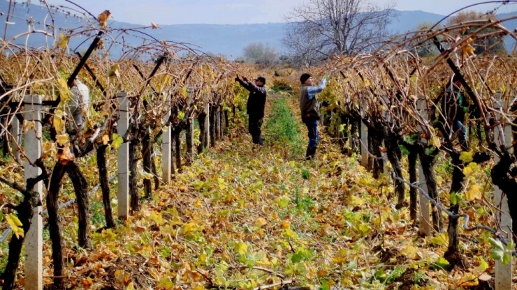 Sarıgöl’de Üzüm Bağlarında Budama Çalışmaları