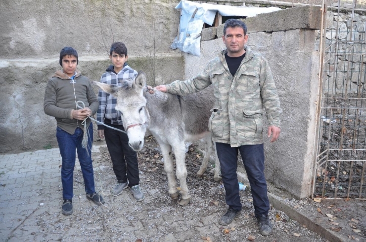 Yaralı Eşeğe Sahip Çıktılar