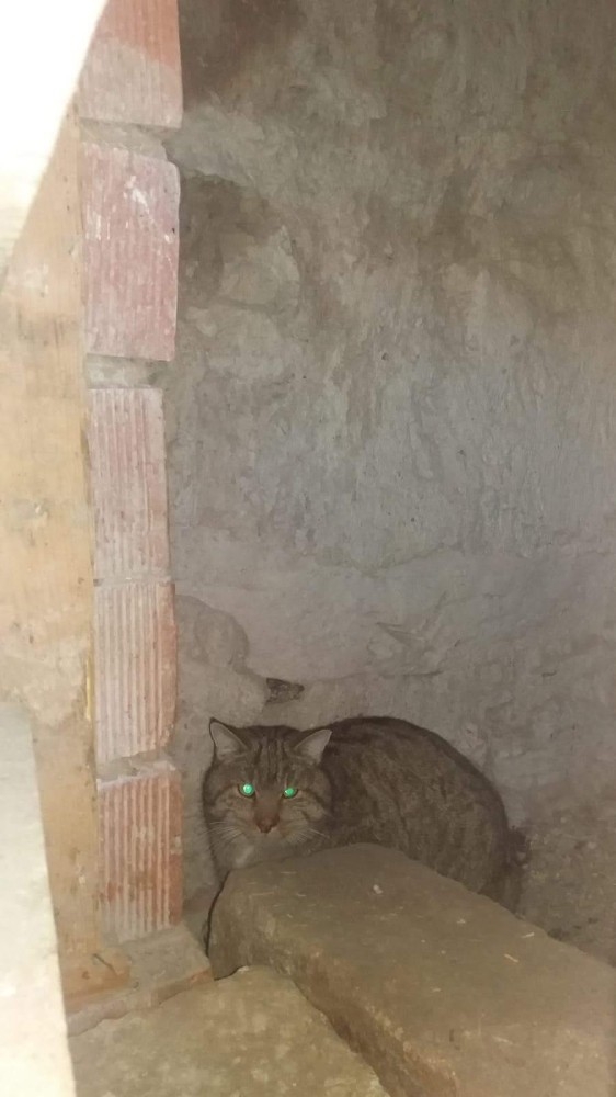 Köylünün Tavuklarını Avlayan ’Yaban Kedisi’ Yakalandı