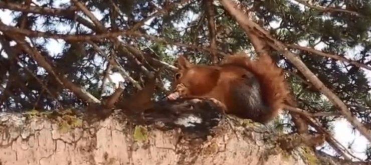 Doğaseverler Alageyik Ve Sincap Görüntüledi