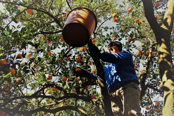 Aydın’da Portakal Hasadı Başladı
