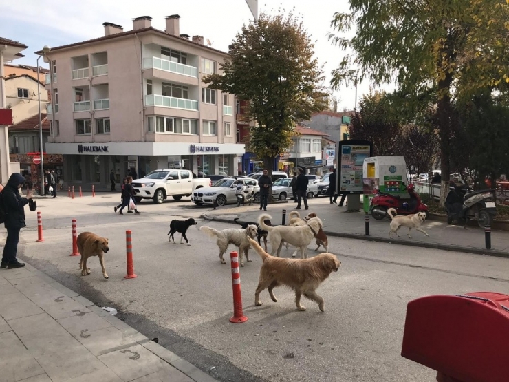Çarşı Göbeğinde Sürü Halinde Gezen Başıboş Köpekler