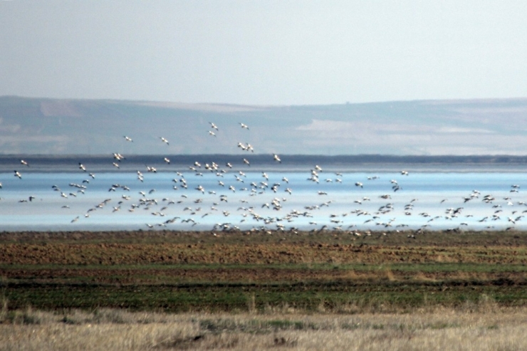 26 Kilogram Yağış Seyfe Gölüne Hayat Verdi