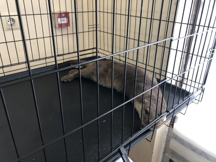 Zonguldak’ta Yaralı Kunduz Bulundu