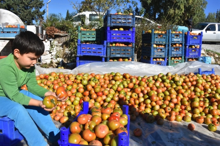 Datçalı Domates Üreticisinin Yüzü Güldü