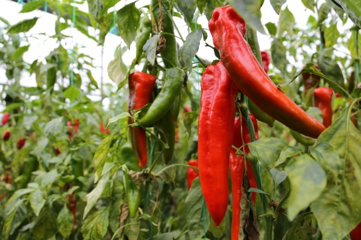 Ekmeğini Sisten Kazanıyor