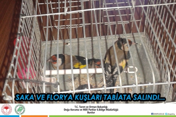 Antalya’da Saka Ve Florya Kuşları Doğaya Salındı
