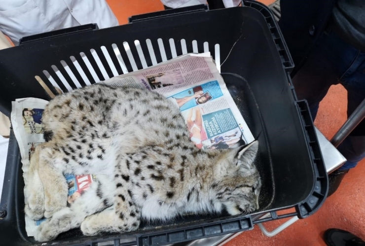 Bitkin Halde Bulunan Yavru Vaşak Koruma Altına Alındı