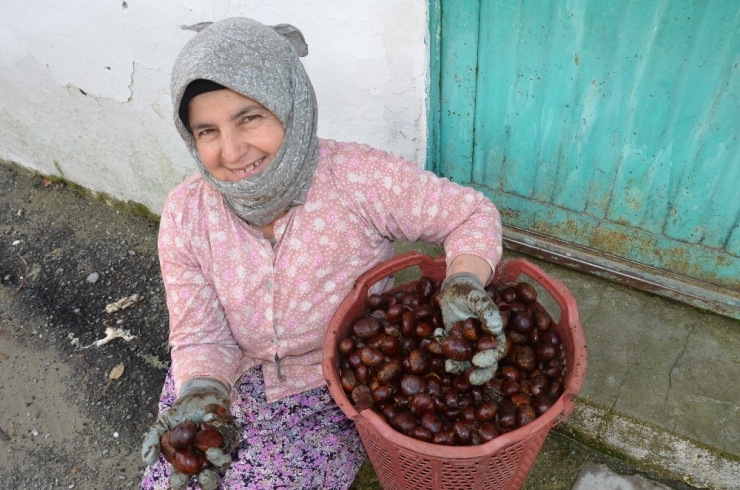 Denizli’nin Bin Rakımlı Köyünden Arap Ülkelerine Kestane İhracatı