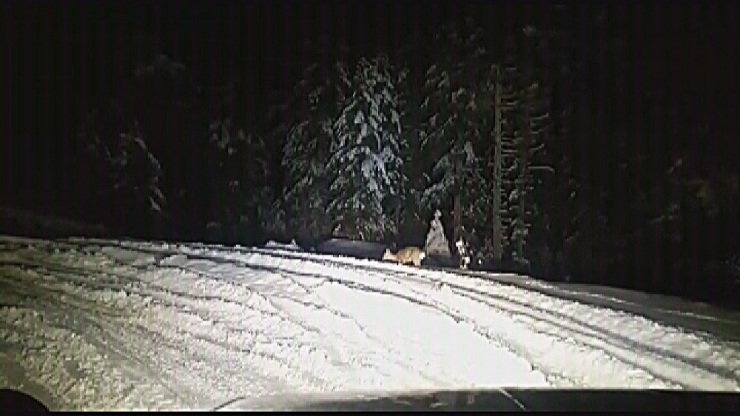 Yüksek Kesimlerdeki Kar Yağışı Yaban Hayatı Zorluyor