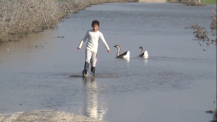 Amik Ovası Sular Altında