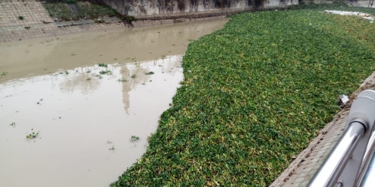 Su Canavarları Asi Nehri’ni Yeniden İstila Etti