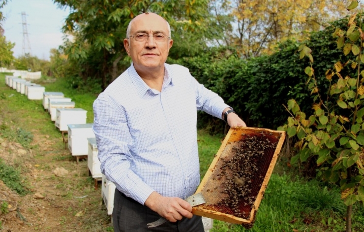 Amerikan Yavru Çürüklüğüne Yüzde 99 Dayanıklı “Kafkas Arısı” Islah Edildi