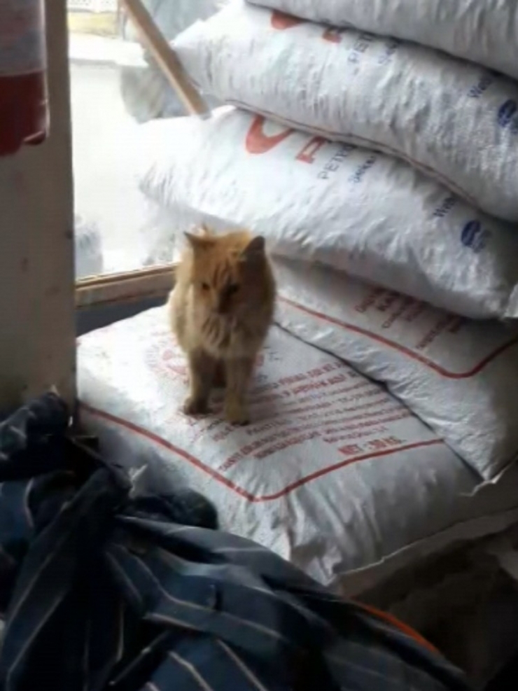Vitrinle Çuvallar Arasında Sıkışan Kedi Günler Sonra Fark Edildi
