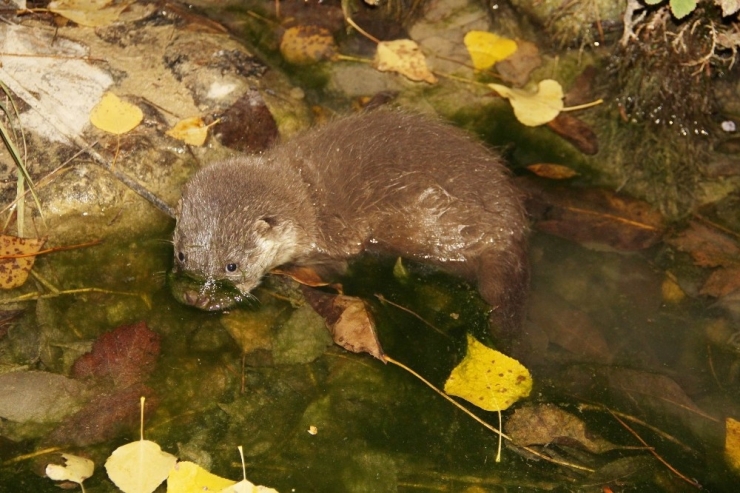 Koruma Altındaki Su Samuru Görüntülendi