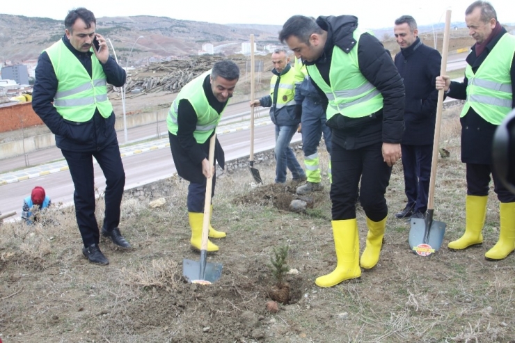 Çankırı Belediyesi Bin 500 Fidanı Toprakla Buluşturdu