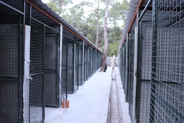 Sevimli Dostlara Yeni Odalar