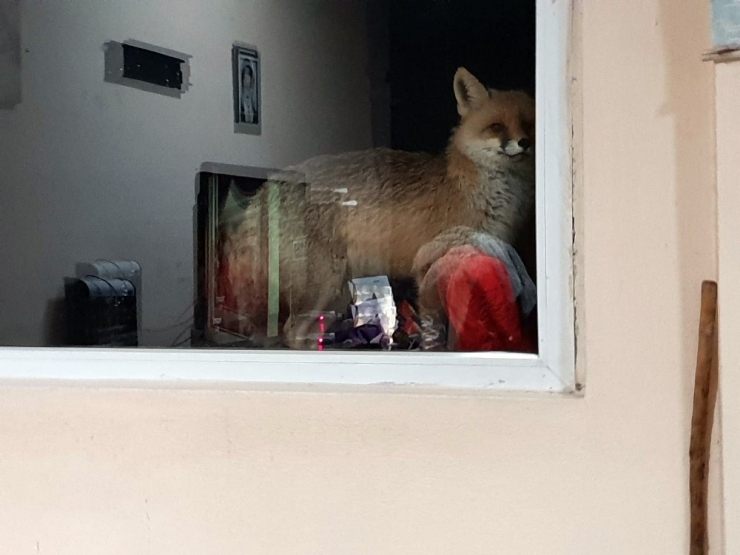 Tilkiye Her Gün Kapısını Açıyor