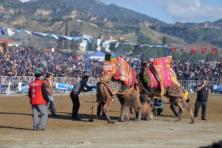 Aydın’da Deva Güreşi Geleneği Yaşatılıyor