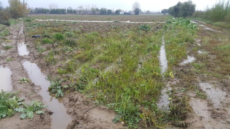 Ödemiş Patatesi Doğal Deposunda Beklemede