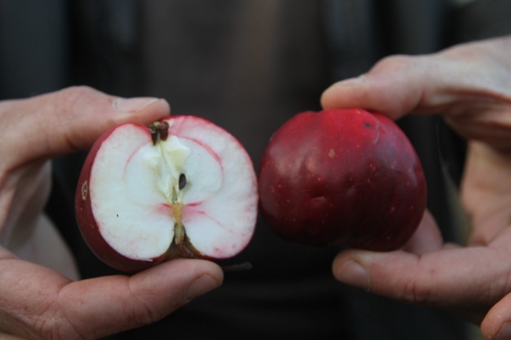 "İçi Ve Dışı Kırmızı Elma" Tescillendi