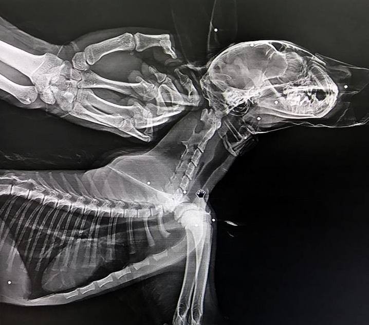 Yaralı Vaşak Kars’ta Tedavi Altına Alındı