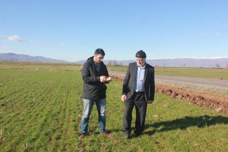 Fazla Yağmur Ekinlere Zarar Veriyor