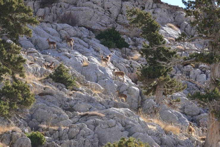Yaban Keçisi Envanter Çalışmaları