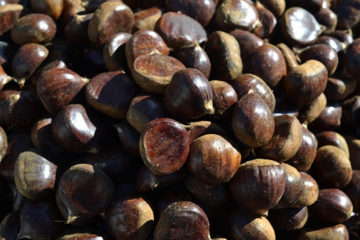 Sobalar Kestaneyi, Kestaneler Cebi Yakıyor