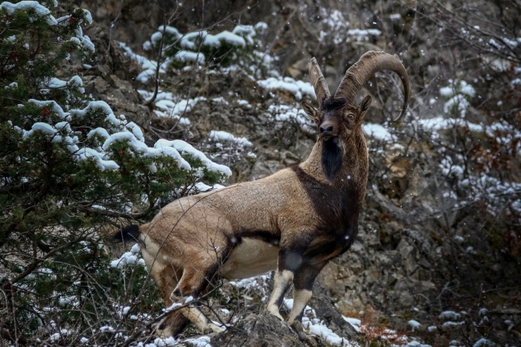 Gümüşhane Dağlarının Süsü Yaban Keçilerinin Her Hali Kameralarda