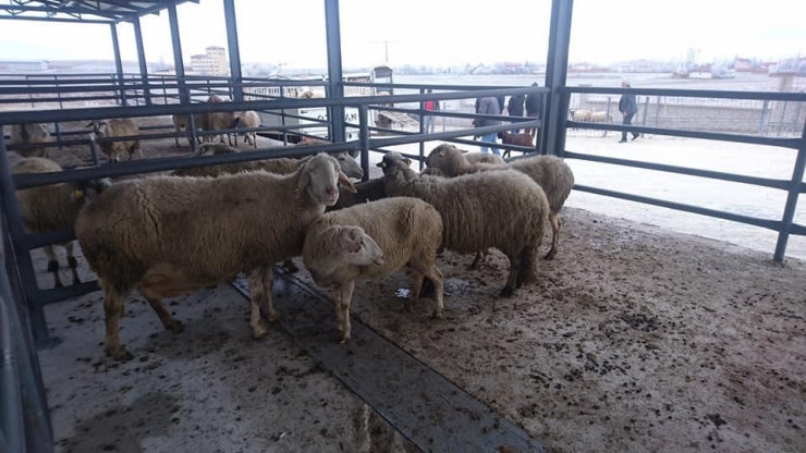 Canlı Hayvan Pazarı Borsası Bölgede Ekonomiyi Canlandırdı