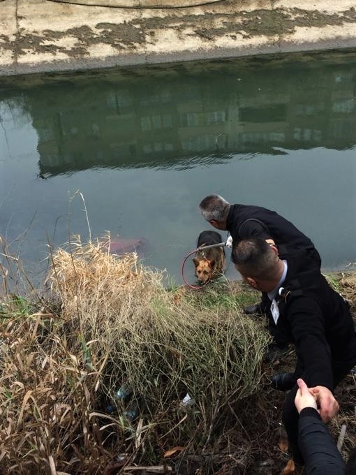 Su Kanala Düşen Köpek Kurtarıldı