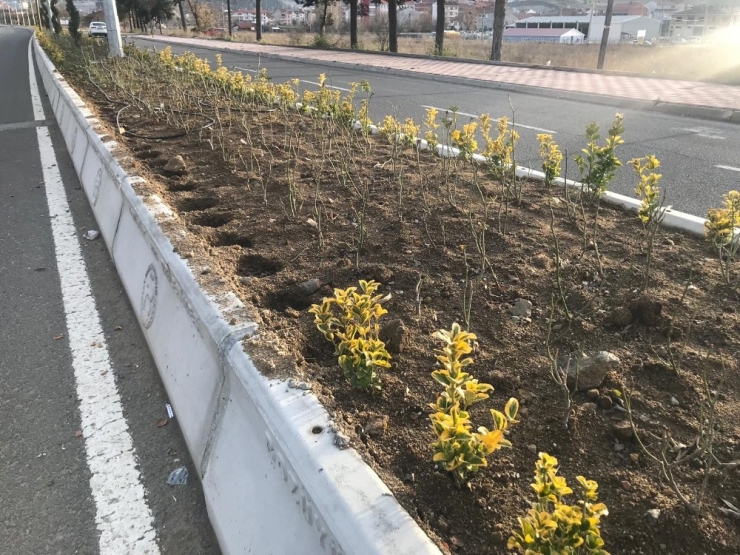 Bozüyük’te Yeşil Alanlara Zarar Verildi