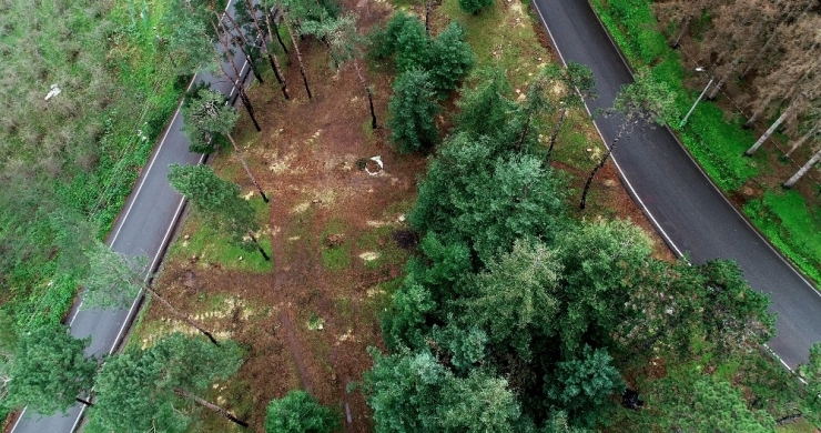 Atatürk Köşkü Ormanı’nda 12 Dişlinin Kuruttuğu Ağaçların Kesimlerine Başlandı